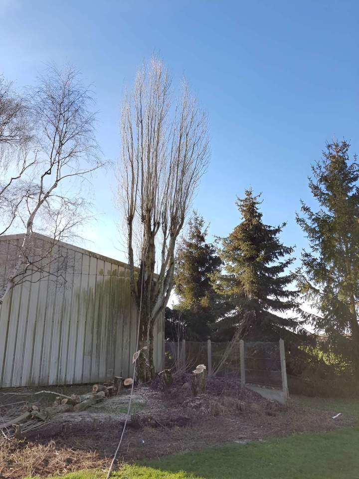 Abattage d’arbres Chartres