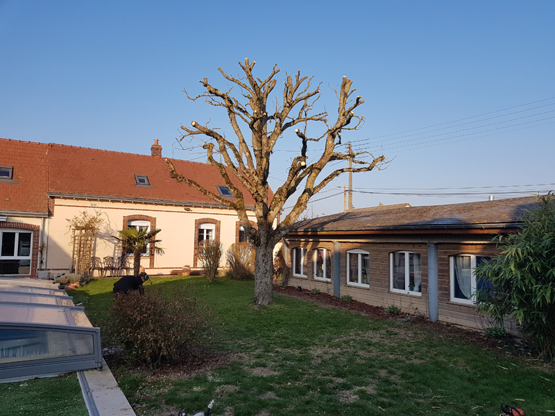 Élagage Mainvilliers