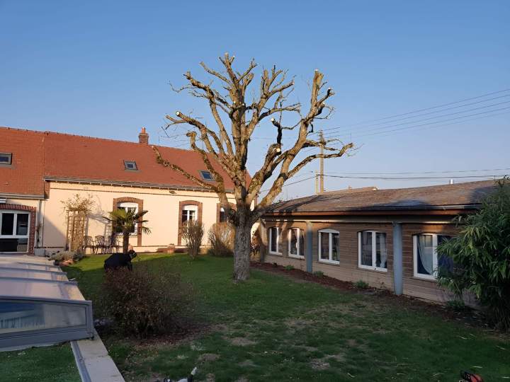 Élagage Chartres