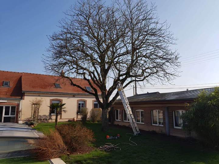 Élagage Chartres