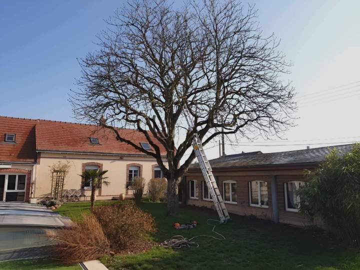 Services d'élagage Chartres