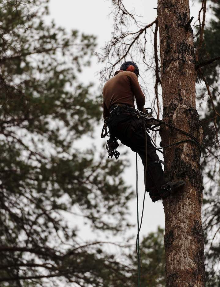 Travaux d'abattage d’arbres Chartres